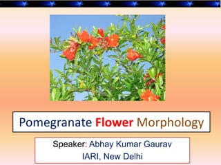 Speaker: Abhay Kumar Gaurav
IARI, New Delhi
Pomegranate Flower Morphology
 