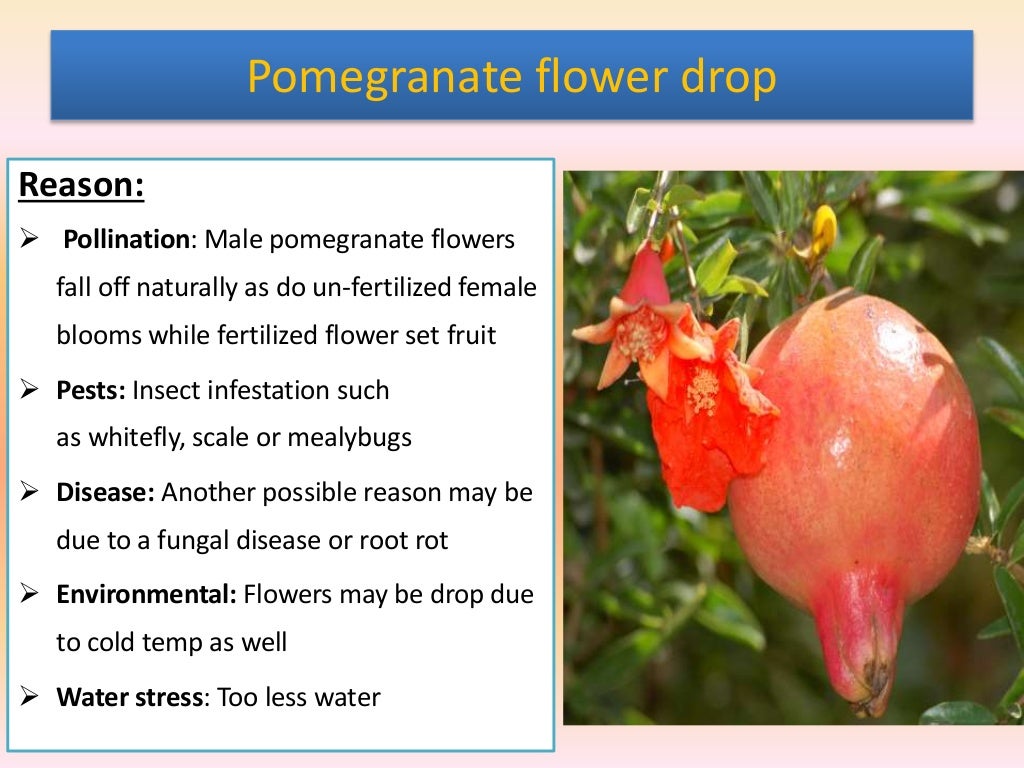 Pomegranate Flower Morphology
