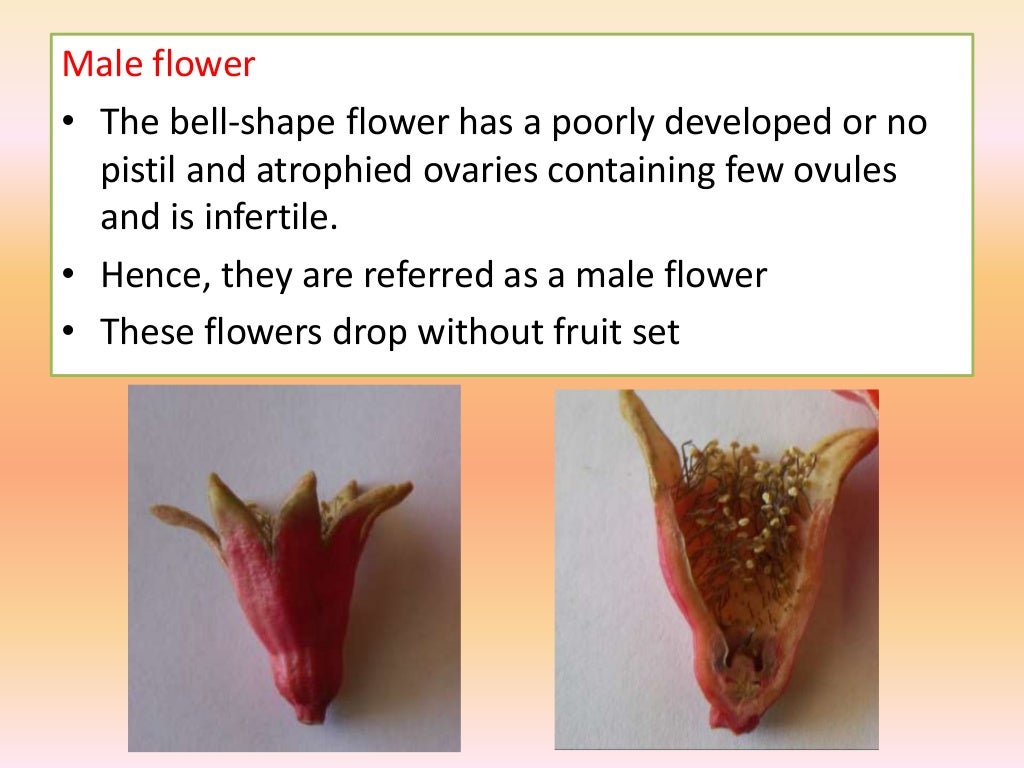 Pomegranate Flower Morphology