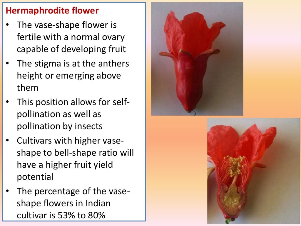 Pomegranate Flower Morphology