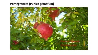Pomegranate (Punica granatum)
Pramod Gawade
07040404349
 