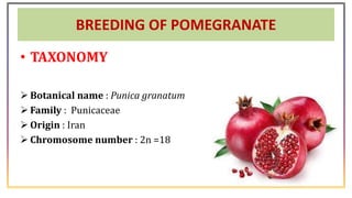 BREEDING OF POMEGRANATE
• TAXONOMY
 Botanical name : Punica granatum
 Family : Punicaceae
 Origin : Iran
 Chromosome number : 2n =18
 