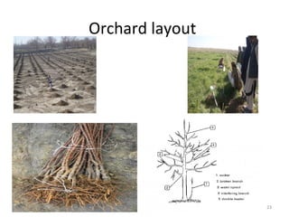 Orchard layout
23
 