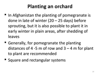 Planting an orchard
 In Afghanistan the planting of pomegranate is
done in late of winter (20 – 25 days) before
sprouting, but it is also possible to plant it in
early winter in plain areas, after shedding of
leaves
 Generally, for pomegranate the planting
distances of 4 -5 m of row and 3 – 4 m for plant
to plant are recommended
 Square and rectangular systems
24
 