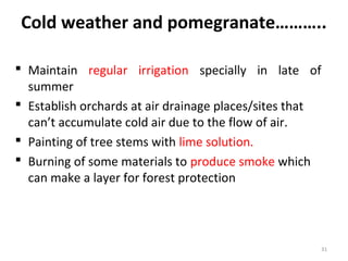 Cold weather and pomegranate………..
 Maintain regular irrigation specially in late of
summer
 Establish orchards at air drainage places/sites that
can’t accumulate cold air due to the flow of air.
 Painting of tree stems with lime solution.
 Burning of some materials to produce smoke which
can make a layer for forest protection
31
 