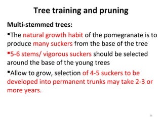 Tree training and pruning
Multi-stemmed trees:
The natural growth habit of the pomegranate is to
produce many suckers from the base of the tree
5-6 stems/ vigorous suckers should be selected
around the base of the young trees
Allow to grow, selection of 4-5 suckers to be
developed into permanent trunks may take 2-3 or
more years.
36
 