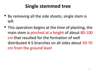 Single stemmed tree
 By removing all the side shoots, single stem is
left
 This operation begins at the time of planting, the
main stem is pinched at a height of about 80-100
cm that resulted for the formation of well
distributed 4-5 branches on all sides about 50-70
cm from the ground level
38
 