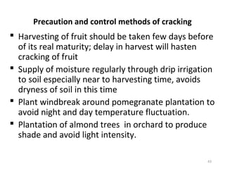 Precaution and control methods of cracking
 Harvesting of fruit should be taken few days before
of its real maturity; delay in harvest will hasten
cracking of fruit
 Supply of moisture regularly through drip irrigation
to soil especially near to harvesting time, avoids
dryness of soil in this time
 Plant windbreak around pomegranate plantation to
avoid night and day temperature fluctuation.
 Plantation of almond trees in orchard to produce
shade and avoid light intensity.
43
 
