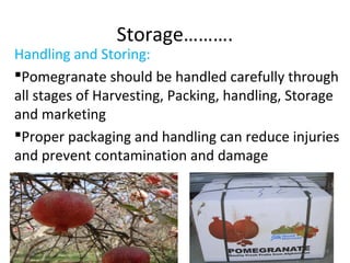 Storage……….
Handling and Storing:
Pomegranate should be handled carefully through
all stages of Harvesting, Packing, handling, Storage
and marketing
Proper packaging and handling can reduce injuries
and prevent contamination and damage
49
 