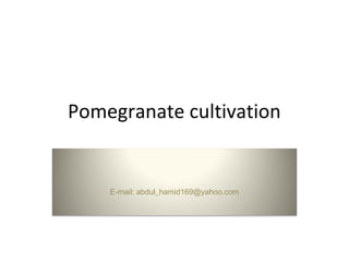 Pomegranate cultivation
E-mail: abdul_hamid169@yahoo.com
 