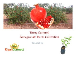 Tissue Cultured
Pomegranate Plants Cultivation
Presented by,
 