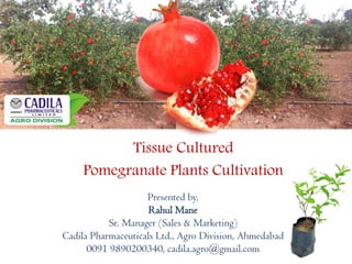 Tissue Cultured
Pomegranate Plants Cultivation
Presented by,
Rahul Mane
Sr. Manager (Sales & Marketing)
Cadila Pharmaceuticals Ltd., Agro Division, Ahmedabad
0091 9890200340, cadila.agro@gmail.com
 