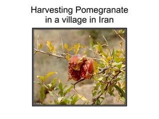 Harvesting Pomegranate in a village in Iran 