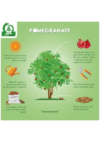 Pomegranate infographic (1).pdf