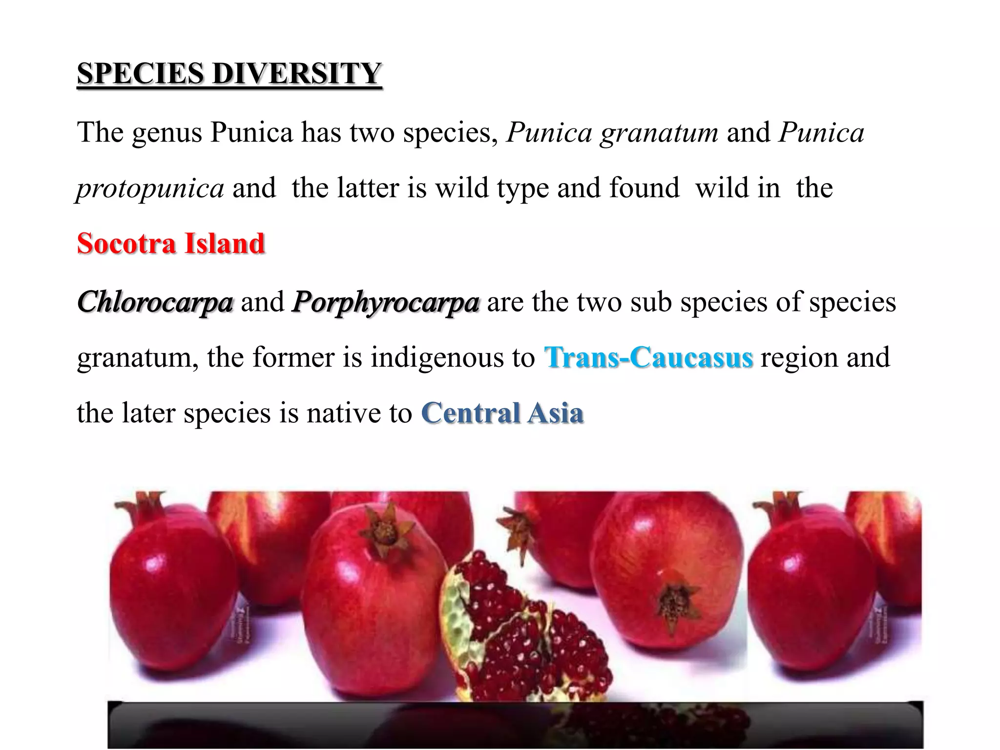 SPECIES DIVERSITY
The genus Punica has two species, Punica granatum and Punica
protopunica and the latter is wild type and found wild in the
Socotra Island
Chlorocarpa and Porphyrocarpa are the two sub species of species
granatum, the former is indigenous to Trans-Caucasus region and
the later species is native to Central Asia
 