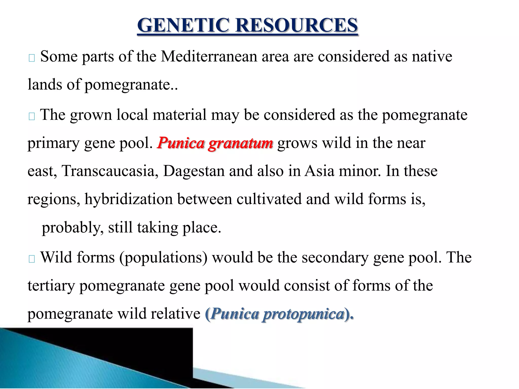 GENETIC RESOURCES
Some parts of the Mediterranean area are considered as native
lands of pomegranate..
The grown local material may be considered as the pomegranate
primary gene pool. Punica granatum grows wild in the near
east, Transcaucasia, Dagestan and also in Asia minor. In these
regions, hybridization between cultivated and wild forms is,
probably, still taking place.
Wild forms (populations) would be the secondary gene pool. The
tertiary pomegranate gene pool would consist of forms of the
pomegranate wild relative (Punica protopunica).
 