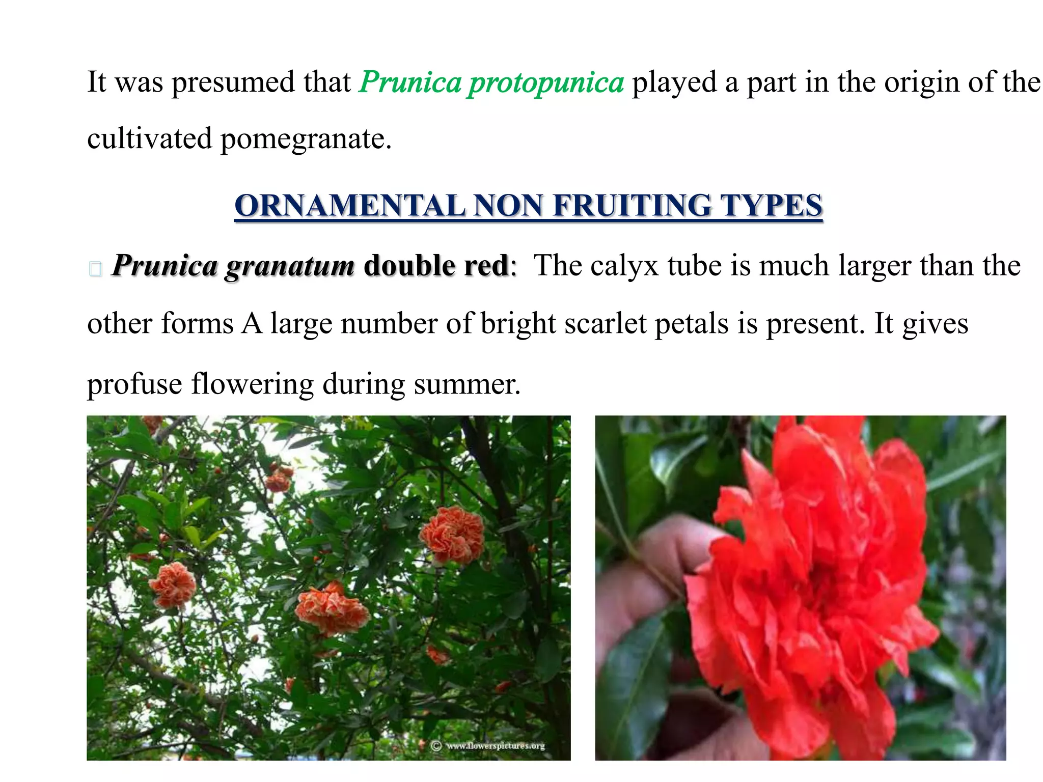 It was presumed that Prunica protopunica played a part in the origin of the
cultivated pomegranate.
ORNAMENTAL NON FRUITING TYPES
Prunica granatum double red: The calyx tube is much larger than the
other forms A large number of bright scarlet petals is present. It gives
profuse flowering during summer.
 