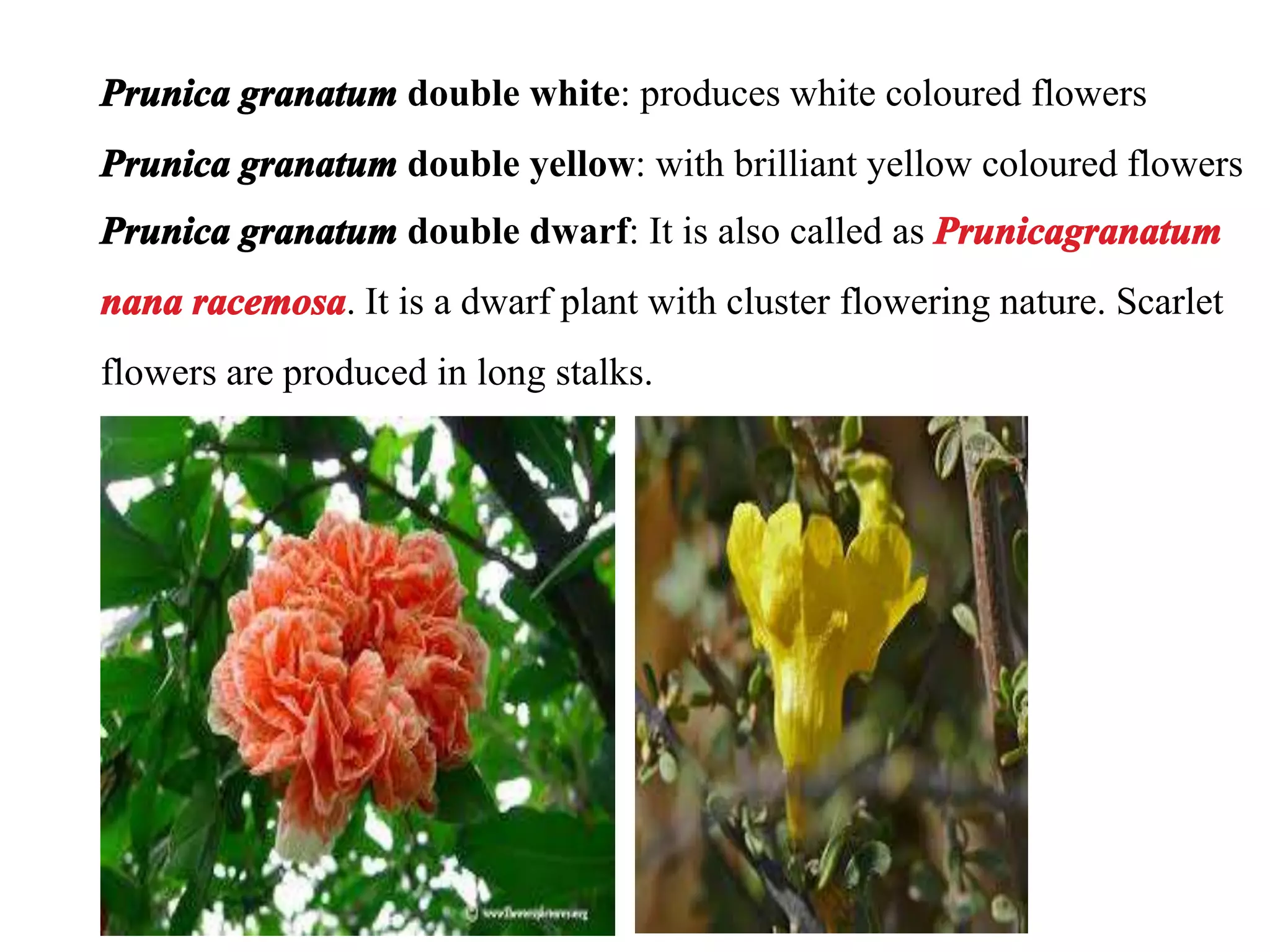 Prunica granatum double white: produces white coloured flowers
Prunica granatum double yellow: with brilliant yellow coloured flowers
Prunica granatum double dwarf: It is also called as Prunicagranatum
nana racemosa. It is a dwarf plant with cluster flowering nature. Scarlet
flowers are produced in long stalks.
 