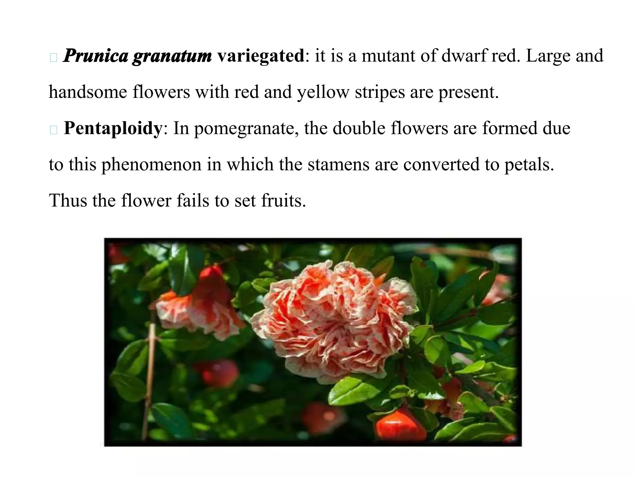 Prunica granatum variegated: it is a mutant of dwarf red. Large and
handsome flowers with red and yellow stripes are present.
Pentaploidy: In pomegranate, the double flowers are formed due
to this phenomenon in which the stamens are converted to petals.
Thus the flower fails to set fruits.
 