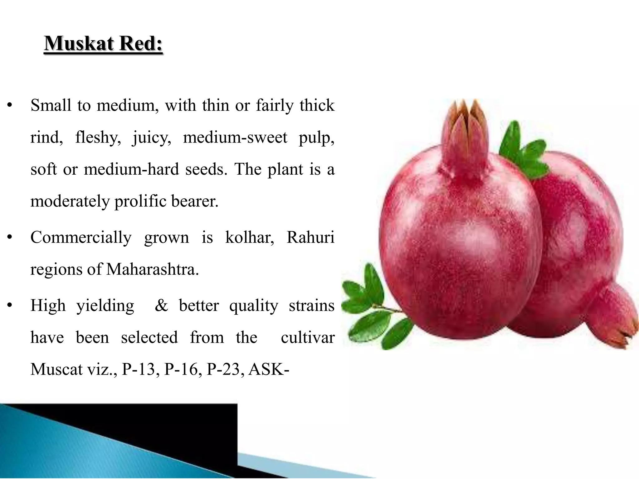 Muskat Red:
• Small to medium, with thin or fairly thick
rind, fleshy, juicy, medium-sweet pulp,
soft or medium-hard seeds. The plant is a
moderately prolific bearer.
• Commercially grown is kolhar, Rahuri
regions of Maharashtra.
• High yielding & better quality strains
have been selected from the cultivar
Muscat viz., P-13, P-16, P-23, ASK-
 