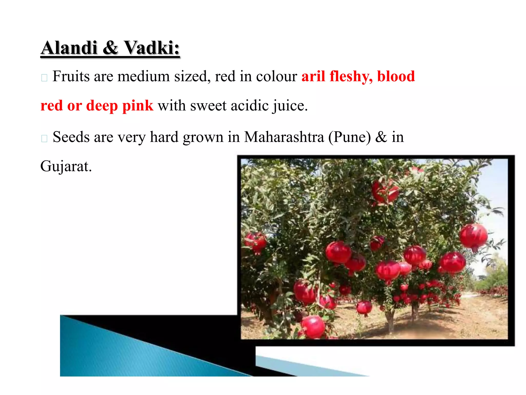Alandi & Vadki:
Fruits are medium sized, red in colour aril fleshy, blood
red or deep pink with sweet acidic juice.
Seeds are very hard grown in Maharashtra (Pune) & in
Gujarat.
 