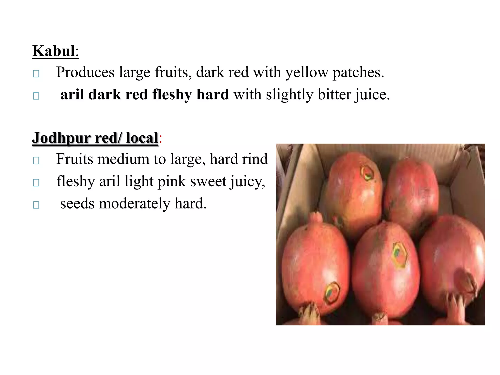 Kabul:
Produces large fruits, dark red with yellow patches.
aril dark red fleshy hard with slightly bitter juice.
Jodhpur red/ local:
Fruits medium to large, hard rind
fleshy aril light pink sweet juicy,
seeds moderately hard.
 
