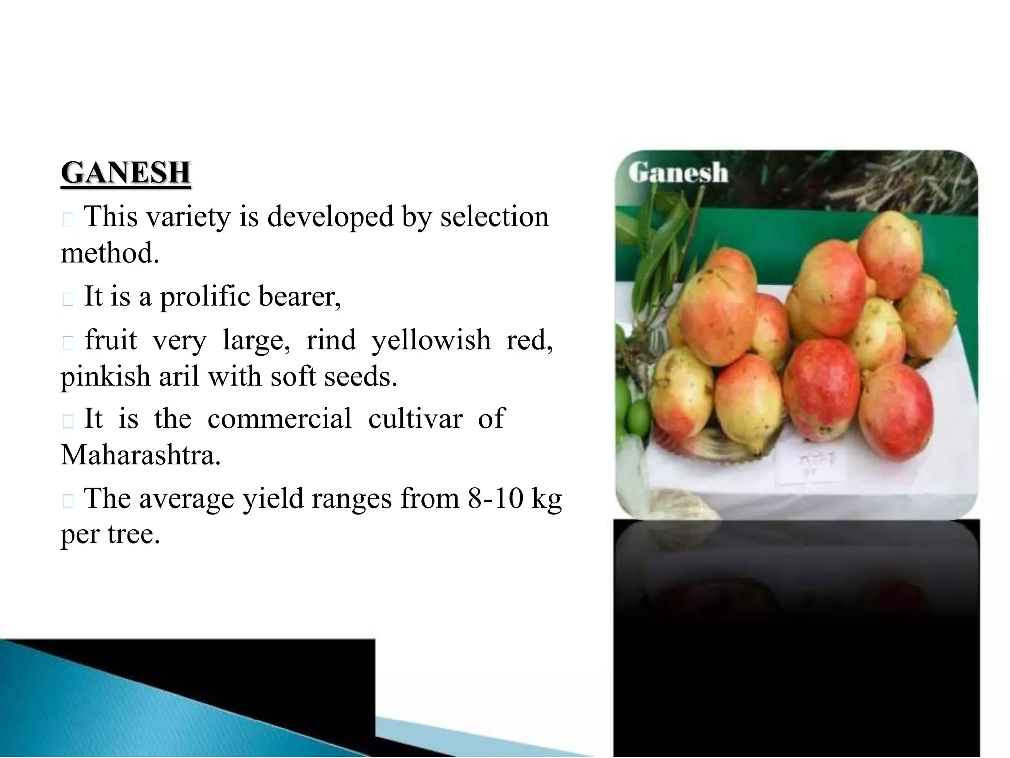 GANESH
This variety is developed by selection
method.
It is a prolific bearer,
fruit very large, rind yellowish red,
pinkish aril with soft seeds.
It is the commercial cultivar of
Maharashtra.
The average yield ranges from 8-10 kg
per tree.
 