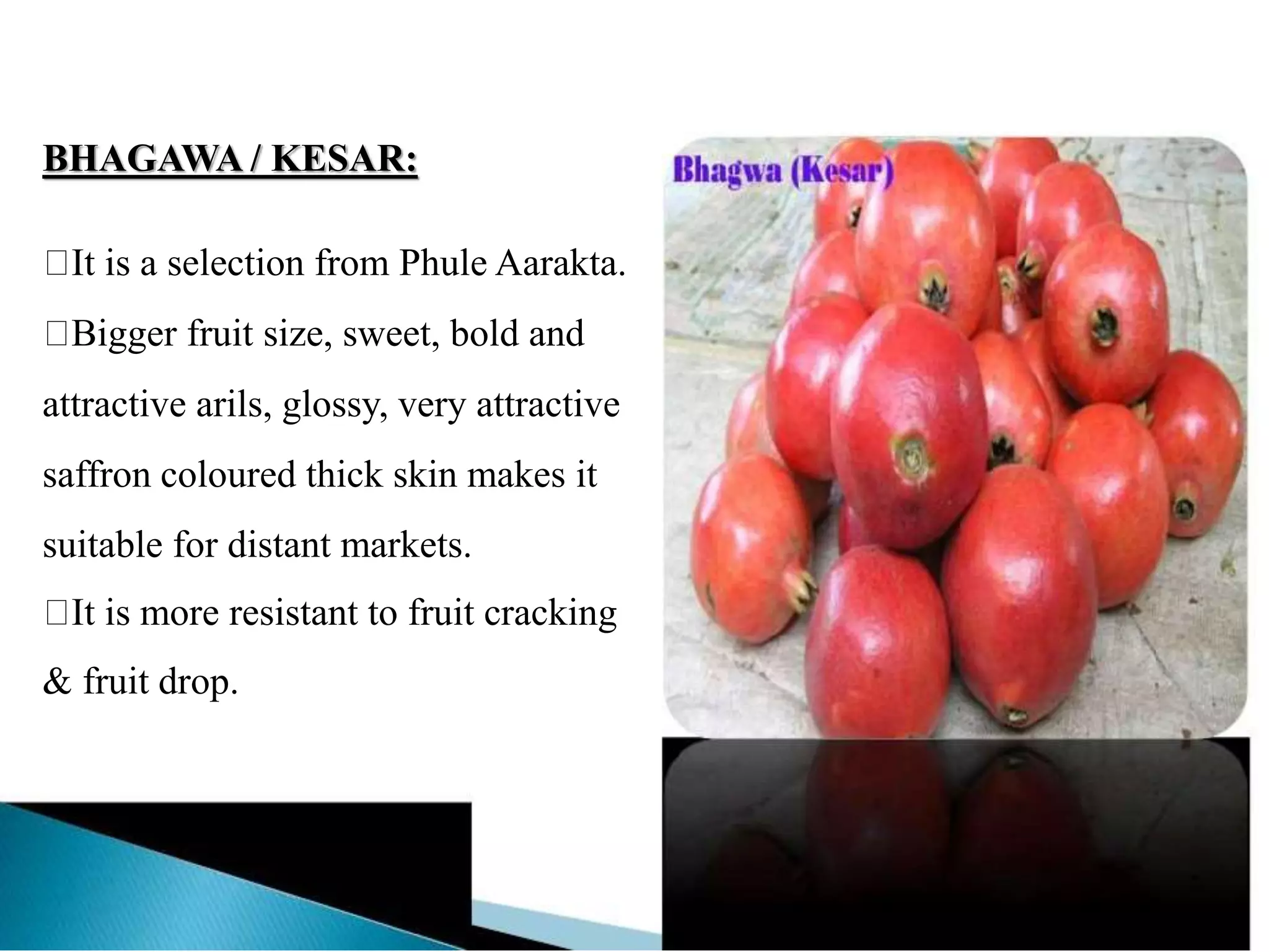 BHAGAWA / KESAR:
It is a selection from Phule Aarakta.
Bigger fruit size, sweet, bold and
attractive arils, glossy, very attractive
saffron coloured thick skin makes it
suitable for distant markets.
It is more resistant to fruit cracking
& fruit drop.
 