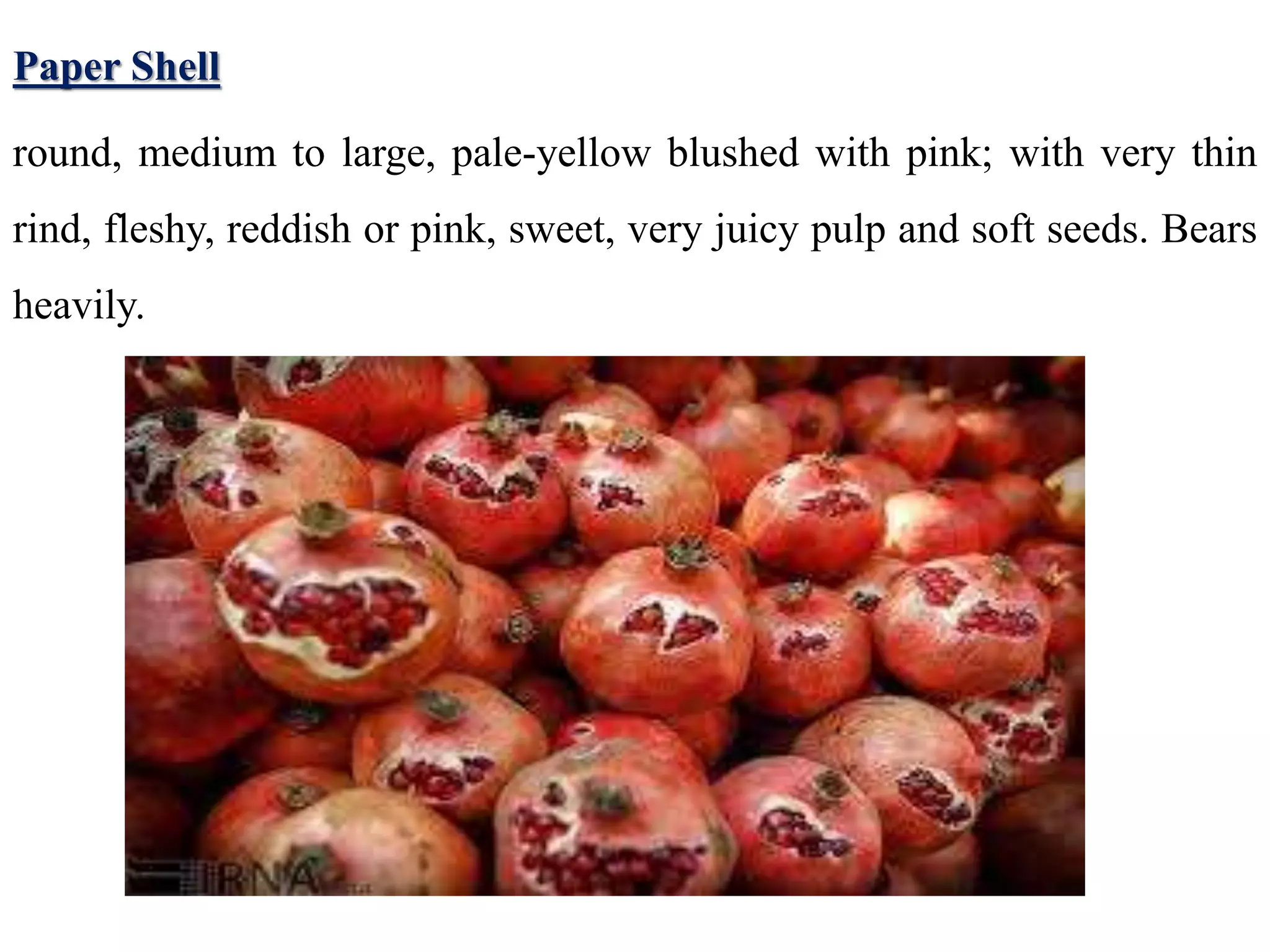 Paper Shell
round, medium to large, pale-yellow blushed with pink; with very thin
rind, fleshy, reddish or pink, sweet, very juicy pulp and soft seeds. Bears
heavily.
 