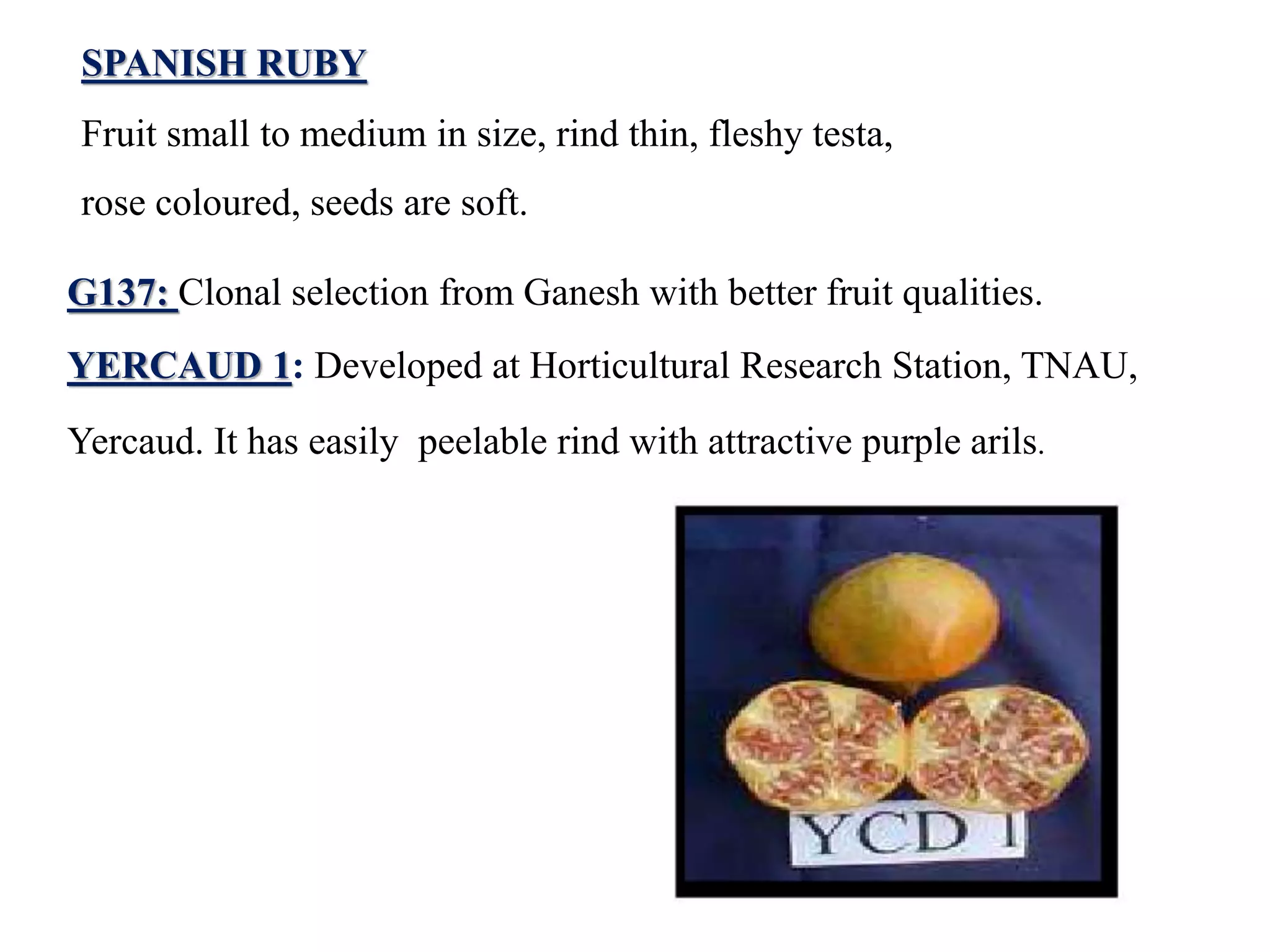 SPANISH RUBY
Fruit small to medium in size, rind thin, fleshy testa,
rose coloured, seeds are soft.
G137: Clonal selection from Ganesh with better fruit qualities.
YERCAUD 1: Developed at Horticultural Research Station, TNAU,
Yercaud. It has easily peelable rind with attractive purple arils.
 
