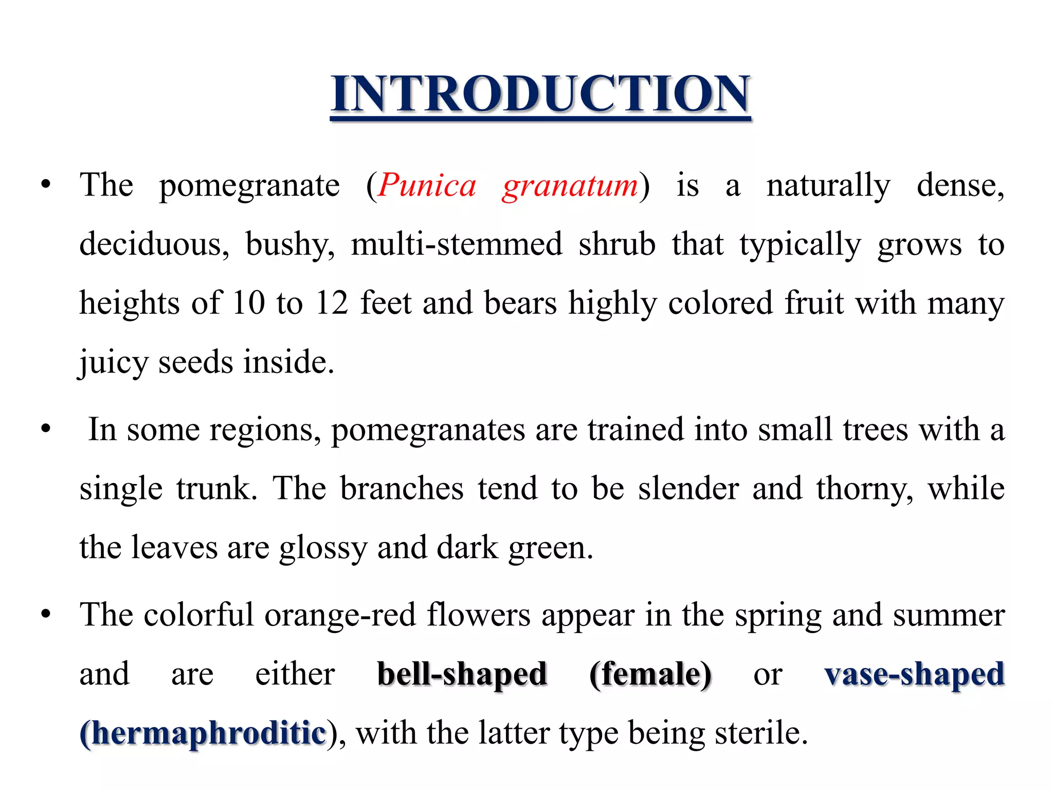 INTRODUCTION
• The pomegranate (Punica granatum) is a naturally dense,
deciduous, bushy, multi-stemmed shrub that typically grows to
heights of 10 to 12 feet and bears highly colored fruit with many
juicy seeds inside.
• In some regions, pomegranates are trained into small trees with a
single trunk. The branches tend to be slender and thorny, while
the leaves are glossy and dark green.
• The colorful orange-red flowers appear in the spring and summer
and are either bell-shaped (female) or vase-shaped
(hermaphroditic), with the latter type being sterile.
 