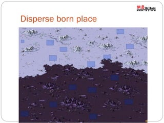 Disperse born place

 