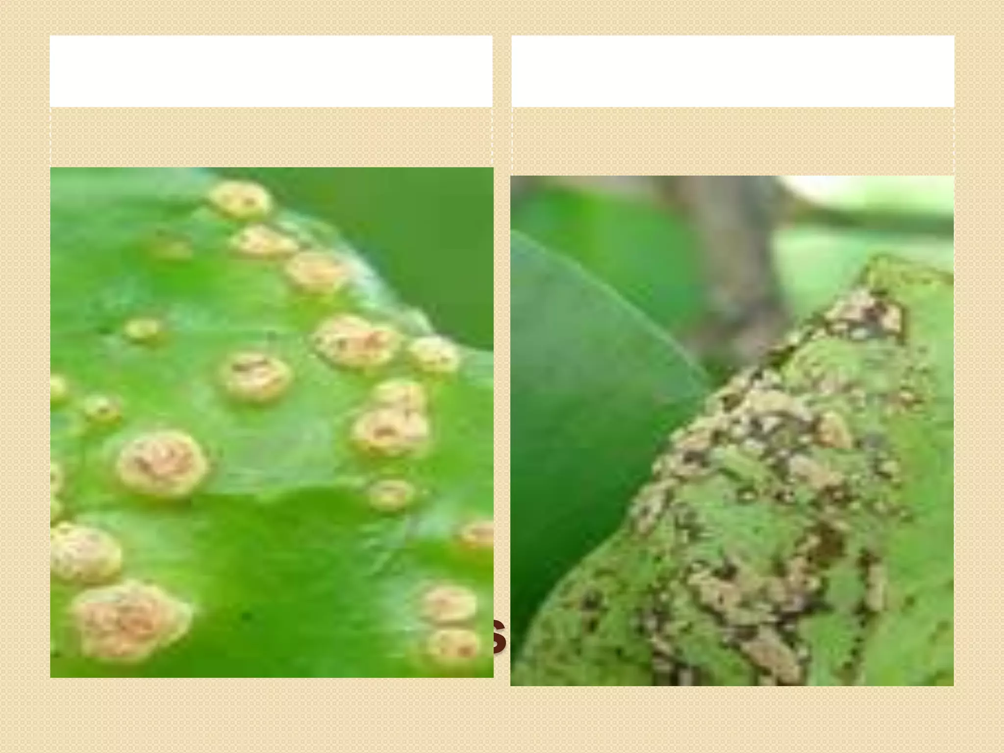 Pomelo diseases A Lecture on ToT By Allah Dad Khan PPT