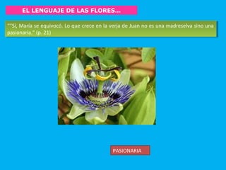 EL LENGUAJE DE LAS FLORES…
““Sí, María se equivocó. Lo que crece en la verja de Juan no es una madreselva sino una
pasionaria.” (p. 21)
““Sí, María se equivocó. Lo que crece en la verja de Juan no es una madreselva sino una
pasionaria.” (p. 21)
PASIONARIA
 