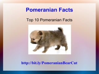 Pomeranian Facts
  Top 10 Pomeranian Facts




http://bit.ly/PomeranianBearCut
 