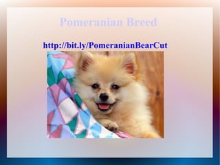 Pomeranian Breed
http://bit.ly/PomeranianBearCut
 