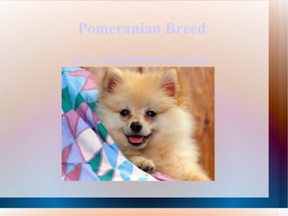 Pomeranian Breed   ,[object Object]