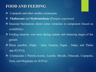 FOOD AND FEEDING
 Copepods and other smaller crustaceans
 Thaliaceans and Hydromedusae (Pampus argenteus)

 Seasonal fluctuations shows some variations in component (based on
availability)
 Feeding intensity was more during mature and maturing stages of the
gonads
 Black pomfret, (Salps - Jasis, Zonaria, Pagea , Salpa, and Thalia
spp.(42.8%)).
 Crustaceans ( Prawns,Acetes, Lucifer, Mysids, Ostacods, Copepods,
Zoea, and Megalopa etc (8.8%)).

 