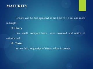 MATURITY
Gonads can be distinguished at the time of 15 cm and more
in length.
 Ovary
two small, compact lobes: wine coloured and united at
anterior end
 Testes
as two thin, long strips of tissue, white in colour.

 