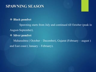 SPAWNING SEASON
 Black pomfret
Spawning starts from July and continued till October (peak in
August-September).
 Silver pomfret
Maharashtra ( October – December), Gujarat (February – august )
and East coast ( January – February).

 