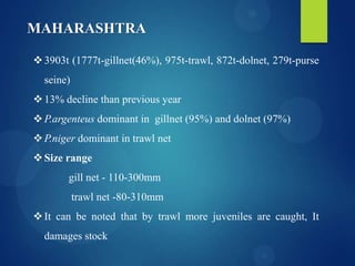 MAHARASHTRA
 3903t (1777t-gillnet(46%), 975t-trawl, 872t-dolnet, 279t-purse
seine)

 13% decline than previous year
 P.argenteus dominant in gillnet (95%) and dolnet (97%)
 P.niger dominant in trawl net

 Size range
gill net - 110-300mm
trawl net -80-310mm

 It can be noted that by trawl more juveniles are caught, It
damages stock

 