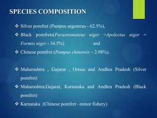 SPECIES COMPOSITION
 Silver pomfret (Pampus argenteus - 62.5%),
 Black pomfrets(Parastromateus niger =Apolectus niger =

Formio niger - 34.5%)

and

 Chinese pomfret (Pampus chinensis – 2.98%).

 Maharashtra , Gujarat , Orissa and Andhra Pradesh (Silver
pomfret)
 Maharashtra,Gujarat, Karnataka and Andhra Pradesh (Black

pomfret)
 Karnataka (Chinese pomfret –minor fishery)

 