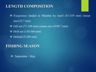 LENGTH COMPOSITION
 P.argenteus landed at Mumbai by trawl (51-319 mm) (mean
size125.7 mm)
 Gill net (71-349 mm) (mean size of188.7 mm).
 Drift net (110-360 mm)
 Dolnet(15-299 mm)

FISHING SEASON
 September - May.

 