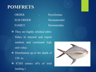 POMFRETS
ORDER

:

Perciformes

SUB ORDER

:

Stromateoidei

FAMILY

:

Stromateidae

 They are highly relished tablefishes in internal and export
markets and command high
unit value.
 Distribution up to the depth of
150 m.
 47303 tonnes (4% of total
landing )

 
