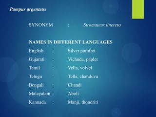 Pampus argenteus
SYNONYM

:

Stromateus linereus

NAMES IN DIFFERENT LANGUAGES
English

:

Silver pomfret

Gujarati

:

Vichuda, paplet

Tamil

:

Vella, volvel

Telugu

:

Tella, chanduva

Bengali

:

Chandi

Malayalam :

Aboli

Kannada

Manji, thondriti

:

 