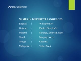 Pampus chinensis

NAMES IN DIFFERENT LANGUAGES
English

:

Whitepomfret

Gujarati

:

Paplet, Pthu,Kafri

Marathi

:

Saranga, khalwad, kapri

Tamil

:

Mogang, Vovel

Telugu

:

Chamba

Malayalam :

Vella, Avoli

 