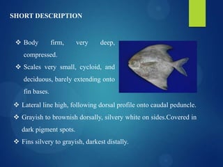 SHORT DESCRIPTION

 Body

firm,

very

deep,

compressed.
 Scales very small, cycloid, and

deciduous, barely extending onto
fin bases.
 Lateral line high, following dorsal profile onto caudal peduncle.
 Grayish to brownish dorsally, silvery white on sides.Covered in
dark pigment spots.
 Fins silvery to grayish, darkest distally.

 