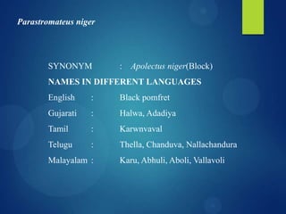 Parastromateus niger

SYNONYM

: Apolectus niger(Block)

NAMES IN DIFFERENT LANGUAGES
English

:

Black pomfret

Gujarati

:

Halwa, Adadiya

Tamil

:

Karwnvaval

Telugu

:

Thella, Chanduva, Nallachandura

Malayalam :

Karu, Abhuli, Aboli, Vallavoli

 