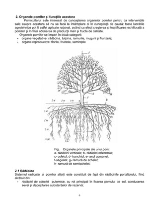 6
2. Organele pomilor şi funcţiile acestora
Pomicultorul este interesat de cunoaşterea organelor pomilor pentru ca intervenţiile
sale asupra acestora să nu se facă la întâmplare ci în cunoştinţă de cauză: toate lucrările
agrotehnice pot fi astfel aplicate raţional, având ca efect creşterea şi fructificarea echilibrată a
pomilor şi în final obţinerea de producţii mari şi fructe de calitate.
Organele pomilor se împart în două categorii:
- organe vegetative: rădăcina, tulpina, ramurile, mugurii şi frunzele;
- organe reproductive: florile, fructele, seminţele
Fig. Organele principale ale unui pom:
a- rădăcini verticale; b- rădăcini orizontale;
c- coletul; d- trunchiul; e- axul coroanei;
f-săgeata; g- ramură de schelet;
h- ramură de semischelet;
2.1 Rădăcina
Sistemul radicular al pomilor altoiţi este constituit de fapt din rădăcinile portaltoiului, fiind
alcătuit din:
- rădăcini de schelet puternice, cu rol principal în fixarea pomului de sol, conducerea
sevei şi depozitarea substanţelor de rezervă;
 