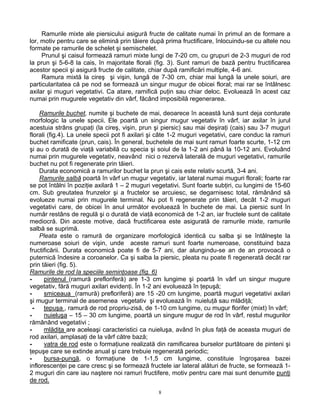 8
Ramurile mixte ale piersicului asigură fructe de calitate numai în primul an de formare a
lor, motiv pentru care se elimină prin tăiere după prima fructificare, înlocuindu-se cu altele nou
formate pe ramurile de schelet şi semischelet.
Prunul şi caisul formează ramuri mixte lungi de 7-20 cm, cu grupuri de 2-3 muguri de rod
la prun şi 5-6-8 la cais, în majoritate florali (fig. 3). Sunt ramuri de bază pentru fructificarea
acestor specii şi asigură fructe de calitate, chiar după ramificări multiple, 4-6 ani.
Ramura mixtă la cireş şi vişin, lungă de 7-30 cm, chiar mai lungă la unele soiuri, are
particularitatea că pe nod se formează un singur mugur de obicei floral; mai rar se întâlnesc
axilar şi muguri vegetativi. Ca atare, ramifică puţin sau chiar deloc. Evoluează în acest caz
numai prin mugurele vegetativ din vârf, făcând imposibilă regenerarea.
Ramurile buchet, numite şi buchete de mai, deoarece în această lună sunt deja conturate
morfologic la unele specii. Ele poartă un singur mugur vegetativ în vârf, iar axilar în jurul
acestuia strâns grupaţi (la cireş, vişin, prun şi piersic) sau mai deşiraţi (cais) sau 3-7 muguri
florali (fig.4). La unele specii pot fi axilari şi câte 1-2 muguri vegetativi, care conduc la ramuri
buchet ramificate (prun, cais). În general, buchetele de mai sunt ramuri foarte scurte, 1-12 cm
şi au o durată de viaţă variabilă cu specia şi soiul de la 1-2 ani până la 10-12 ani. Evoluând
numai prin mugurele vegetativ, neavând nici o rezervă laterală de muguri vegetativi, ramurile
buchet nu pot fi regenerate prin tăieri.
Durata economică a ramurilor buchet la prun şi cais este relativ scurtă, 3-4 ani.
Ramurile salbă poartă în vârf un mugur vegetativ, iar lateral numai muguri florali; foarte rar
se pot întâlni în poziţie axilară 1 – 2 muguri vegetativi. Sunt foarte subţiri, cu lungimi de 15-60
cm. Sub greutatea frunzelor şi a fructelor se arcuiesc, se degarnisesc total, rămânând să
evolueze numai prin mugurele terminal. Nu pot fi regenerate prin tăieri, decât 1-2 muguri
vegetativi care, de obicei în anul următor evoluează în buchete de mai. La piersic sunt în
număr restâns de regulă şi o durată de viaţă economică de 1-2 an, iar fructele sunt de calitate
mediocră. Din aceste motive, dacă fructificarea este asigurată de ramurile mixte, ramurile
salbă se suprimă.
Pleata este o ramură de organizare morfologică identică cu salba şi se întâlneşte la
numeroase soiuri de vişin, unde aceste ramuri sunt foarte numeroase, constituind baza
fructificării. Durata economică poate fi de 5-7 ani, dar alungindu-se an de an provoacă o
puternică îndesire a coroanelor. Ca şi salba la piersic, pleata nu poate fi regenerată decât rar
prin tăieri (fig. 5).
Ramurile de rod la speciile seminţoase (fig. 6)
- pintenul (ramură prefloriferă) are 1-3 cm lungime şi poartă în vârf un singur mugure
vegetativ, fără muguri axilari evidenţi. În 1-2 ani evoluează în ţepuşă;
- smiceaua (ramură) prefloriferă) are 15 -20 cm lungime, poartă muguri vegetativi axilari
şi mugur terminal de asemenea vegetativ şi evoluează în nuieluţă sau mlădiţă;
- ţepuşa , ramură de rod propriu-zisă, de 1-10 cm lungime, cu mugur florifer (mixt) în vârf;
- nuieluşa – 15 – 30 cm lungime, poartă un singure mugur de rod în vârf, restul mugurilor
rămânând vegetativi ;
- mlădiţa are aceleaşi caracteristici ca nuieluşa, având în plus faţă de aceasta muguri de
rod axilari, amplasaţi de la vârf către bază;
- vatra de rod este o formaţiune realizată din ramificarea burselor purtătoare de pinteni şi
ţepuşe care se extinde anual şi care trebuie regenerată periodic;
- bursa-pungă, o formaţiune de 1-1,5 cm lungime, constituie îngroşarea bazei
inflorescenţei pe care cresc şi se formează fructele iar lateral alături de fructe, se formează 1-
2 muguri din care iau naştere noi ramuri fructifere, motiv pentru care mai sunt denumite punţi
de rod.
 